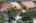 Blurred preview of media: iPixx_10_31_Copy