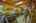 Blurred preview of media: IMG_0364_5_6