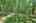 Blurred preview of media: IMG_0550_1_2_easyHDR