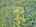 Blurred preview of media: 9zzs