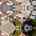 Blurred preview of media: 1015_S_San_Gabriel_Blvd_drn_004