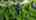 Blurred preview of media: DJI_0188