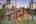 Blurred preview of media: 0314 Coronet Drive, Blue River, Colorado, 80424 - Web-60