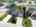 Blurred preview of media: Hamilton-49