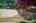 Blurred preview of media: 1930 Tahoe Cir-133