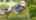 Blurred preview of media: Colt Ln-23