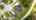 Blurred preview of media: Colt Ln-24
