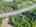 Blurred preview of media: 988 Grosbeak Trl-25