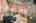 Blurred preview of media: h_miltonfinals-33