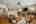 Blurred preview of media: 9-20475_SW_Comanche_Ter