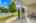 Blurred preview of media: 1-826-2295