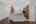 Blurred preview of media: 104 Morayshire Ct-40