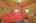 Blurred preview of media: IMG_2221_2_3