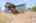 Blurred preview of media: 201 Quail Fritch-38