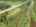 Blurred preview of media: DJI_0287