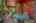Blurred preview of media: 30