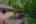 Blurred preview of media: DSC_2325