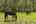 Blurred preview of media: Runneymede Neighborhood Pastures 3 Davidson NC
