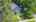 Blurred preview of media: DJI_0306