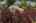 Blurred preview of media: 1-63