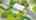 Blurred preview of media: DJI_0524