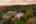 Blurred preview of media: 1-113