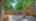 Blurred preview of media: 141Poinsettia-7
