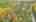 Blurred preview of media: DJI_0604