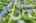 Blurred preview of media: 009