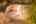 Blurred preview of media: 81