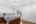 Blurred preview of media: DSC06542