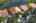 Blurred preview of media: iPixx_10_29