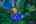 Blurred preview of media: 4Sept0020