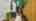 Blurred preview of media: 141Poinsettia-5