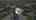 Blurred preview of media: Unknown media