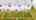 Blurred preview of media: DJI_0764-Edit-Edit