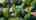 Blurred preview of media: 62