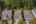 Blurred preview of media: 1-51