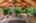 Blurred preview of media: 1-48