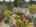 Blurred preview of media: 700Meadowridge-122