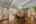 Blurred preview of media: DSC01758