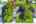 Blurred preview of media: 10_Ipixx_1