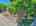 Blurred preview of media: DJI_20260613115126_0773_D_4_D_5_D_easyHDR