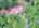 Blurred preview of media: DJI_20260616120734_0904_D_5_D_6_D_easyHDR