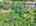 Blurred preview of media: DJI_20260527103931_0059_D_60_D_61_D_easyHDR