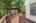 Blurred preview of media: Nerine_012