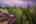 Blurred preview of media: 229 Highlands Drive , Breckenridge, Colorado, 80424 - Web-64