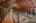 Blurred preview of media: 31