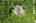 Blurred preview of media: 064