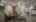 Blurred preview of media: IMG_8899.1